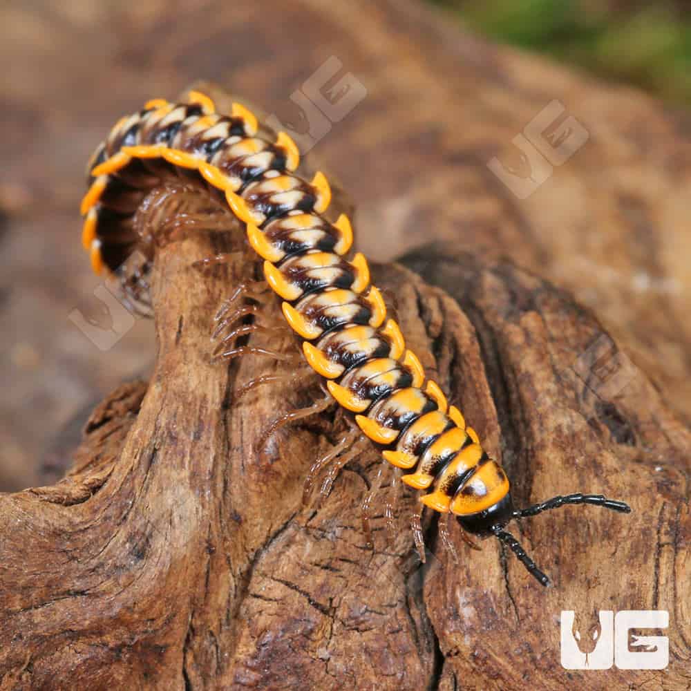 Yellow Dragon Millipede (Desmoxytes planata) For Sale - Underground Reptiles