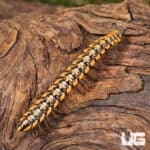 Yellow Dragon Millipede (Desmoxytes planata) For Sale - Underground Reptiles
