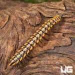 Yellow Dragon Millipede (Desmoxytes planata) For Sale - Underground Reptiles