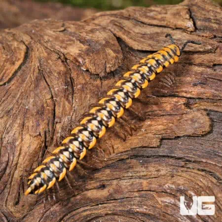 Yellow Dragon Millipede (Desmoxytes planata) For Sale - Underground Reptiles