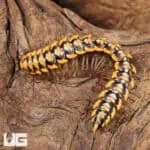 Yellow Dragon Millipede (Desmoxytes planata) For Sale - Underground Reptiles