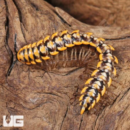 Yellow Dragon Millipede (Desmoxytes planata) For Sale - Underground Reptiles
