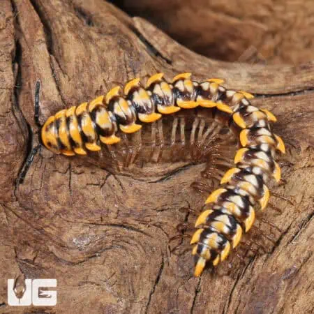 Yellow Dragon Millipede (Desmoxytes planata) For Sale - Underground Reptiles