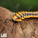 Yellow Dragon Millipede (Desmoxytes planata) For Sale - Underground Reptiles