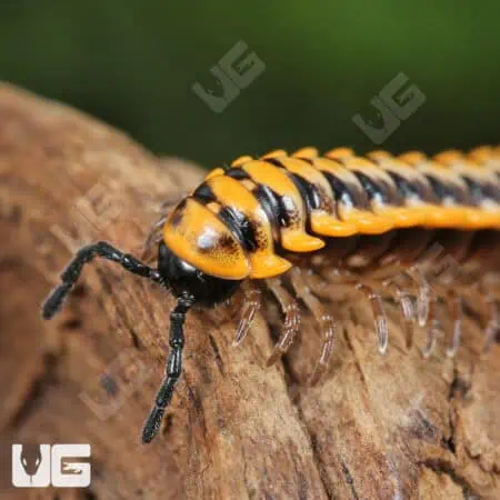 Yellow Dragon Millipede (Desmoxytes planata) For Sale - Underground Reptiles