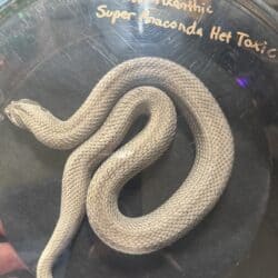 Adult Axanthic Super Anaconda Het Toxic Western Hognose Snake