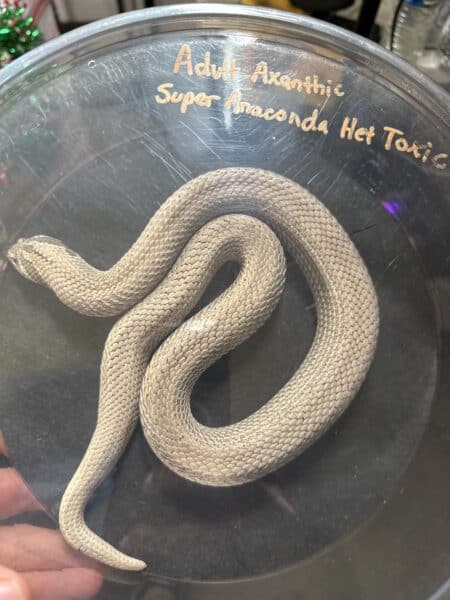 Axanthic Super Anaconda Western Hognose Snake for sale.