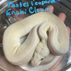 Baby Male Super Pastel Leopard Enchi Clown Ball Python