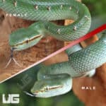 Baby Northern Philippine Temple Pit Viper For Sale - Underground Reptiles