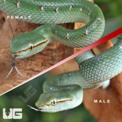 Baby Northern Philippine Temple Pit Viper For Sale - Underground Reptiles