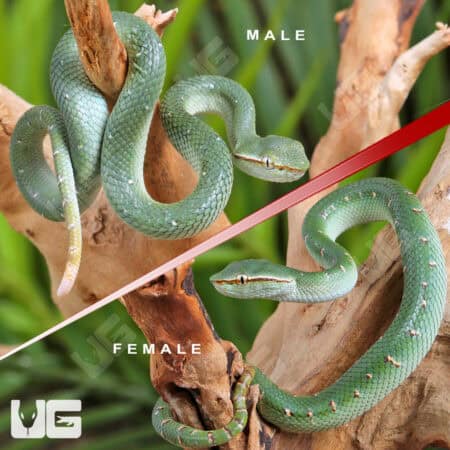 Baby Northern Philippine Temple Pit Viper For Sale - Underground Reptiles