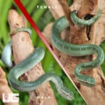Baby Northern Philippine Temple Pit Viper For Sale - Underground Reptiles
