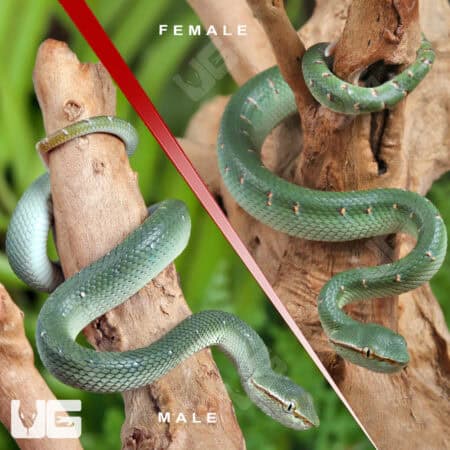 Baby Northern Philippine Temple Pit Viper For Sale - Underground Reptiles