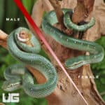 Baby Northern Philippine Temple Pit Viper For Sale - Underground Reptiles