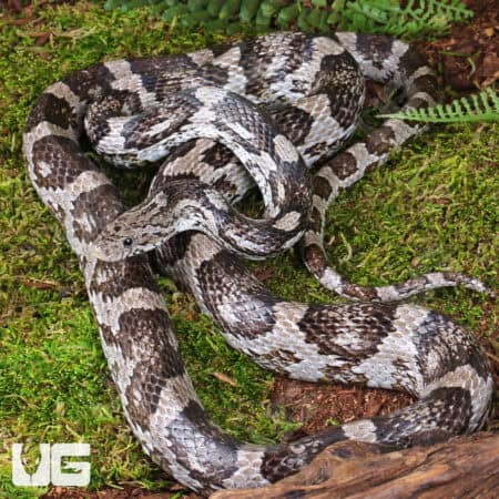Adult Male Charcoal Cornsnakes For Sale - Underground Reptiles
