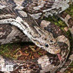 Adult Male Charcoal Cornsnakes For Sale - Underground Reptiles