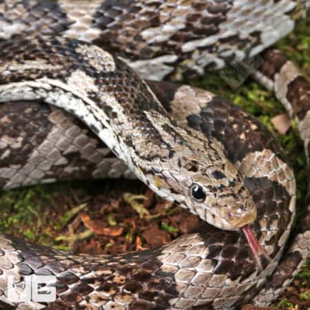 Adult Male Charcoal Cornsnakes For Sale - Underground Reptiles