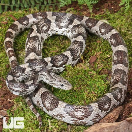 Adult Male Charcoal Cornsnakes For Sale - Underground Reptiles