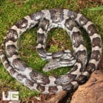 Adult Male Charcoal Cornsnakes For Sale - Underground Reptiles