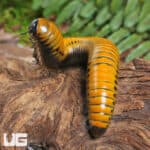 Giant Gold Spotted Millipede For Sale - Underground Reptiles