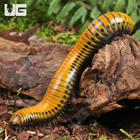 Giant Gold Spotted Millipede For Sale - Underground Reptiles