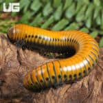 Giant Gold Spotted Millipede For Sale - Underground Reptiles