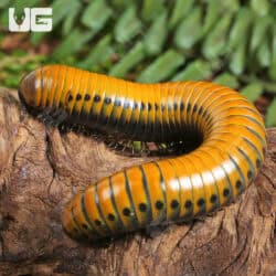 Giant Gold Spotted Millipede For Sale - Underground Reptiles
