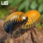 Giant Gold Spotted Millipede For Sale - Underground Reptiles