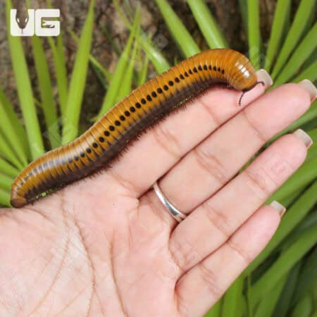 Giant gold spotted millipede showcasing vibrant coloration and segmented body. Perfect for exotic in.