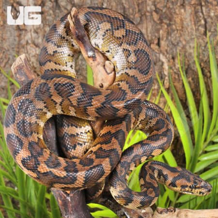IJ Carpet Pythons For Sale - Underground Reptiles