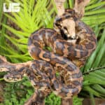 IJ Carpet Pythons For Sale - Underground Reptiles