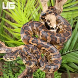 IJ Carpet Pythons For Sale - Underground Reptiles