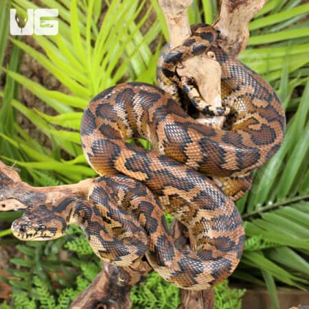 IJ Carpet Pythons For Sale - Underground Reptiles