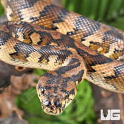 IJ Carpet Pythons For Sale - Underground Reptiles