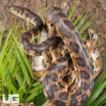 IJ Carpet Pythons For Sale - Underground Reptiles
