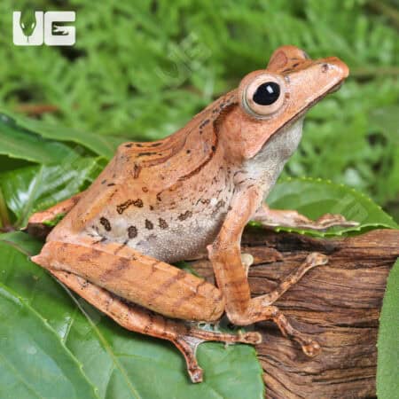 Borneo Eared Frog (Polypedates otilophus) For Sale - Underground Reptiles