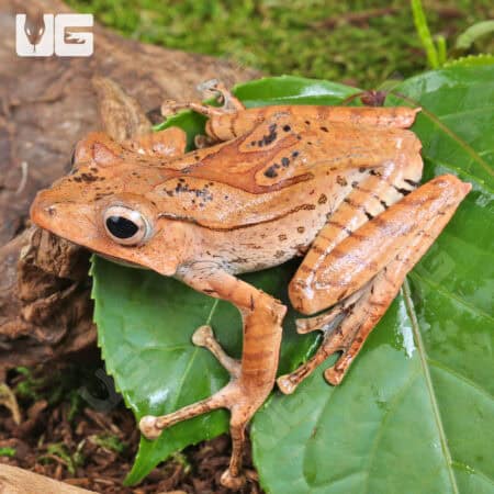 Borneo Eared Frog (Polypedates otilophus) For Sale - Underground Reptiles