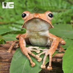 Borneo Eared Frog (Polypedates otilophus) For Sale - Underground Reptiles