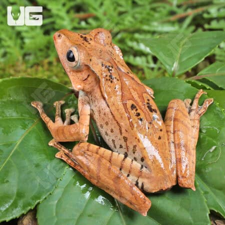 Borneo Eared Frog (Polypedates otilophus) For Sale - Underground Reptiles