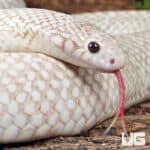 Adult Male Snow T- Axanthic Het White Sided Kingsnake (Lampropeltis getula) For Sale - Underground Reptile