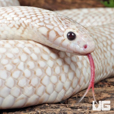 Adult Male Snow T- Axanthic Het White Sided Kingsnake (Lampropeltis getula) For Sale - Underground Reptile