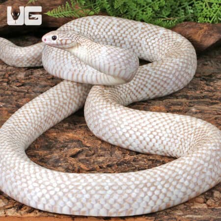 Adult Male Snow T- Axanthic Het White Sided Kingsnake (Lampropeltis getula) For Sale - Underground Reptile