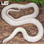 Adult Male Snow T- Axanthic Het White Sided Kingsnake (Lampropeltis getula) For Sale - Underground Reptile