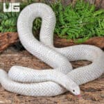 Adult Male Snow T- Axanthic Het White Sided Kingsnake (Lampropeltis getula) For Sale - Underground Reptile