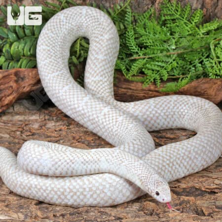 Adult Male Snow T- Axanthic Het White Sided Kingsnake (Lampropeltis getula) For Sale - Underground Reptile