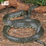 Speckled Kingsnake (Lampropeltis holbrooki) For Sale - Underground Reptile