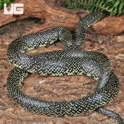 Speckled Kingsnake (Lampropeltis holbrooki) For Sale - Underground Reptile