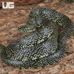 Speckled Kingsnake (Lampropeltis holbrooki) For Sale - Underground Reptile