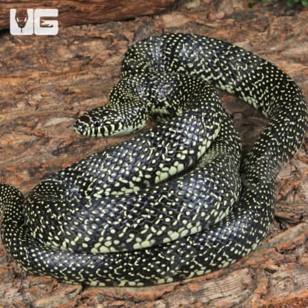 Speckled Kingsnake (Lampropeltis holbrooki) For Sale - Underground Reptile