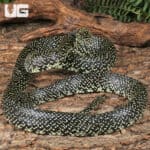 Speckled Kingsnake (Lampropeltis holbrooki) For Sale - Underground Reptile